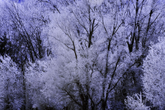 IR-Leinemasch-D300-187651