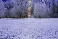 IR-Leinemasch-D300-187666