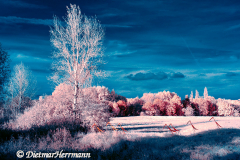 IR-Leinemasch-Sensenreiher-_DSC6546