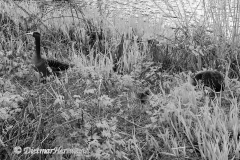 IR-Loenspark-D300-187728