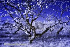 IR-Thale-Kirschbluete-D300-187541
