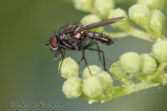 Fliege-D850b-066958