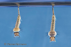 Mueckenlarven-D850b-070830-.37