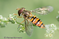 Schwebfliege-D850b-076376-77_79-81