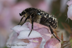 Trauerrosenkaefer-D850b-067398-9