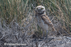 Burrowing-Owl-D500-026422