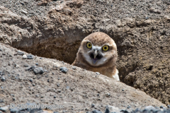Burrowing-Owl-D810-132445