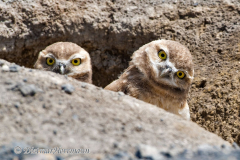 Burrowing-Owl-D810-132473
