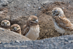 Burrowing-Owl-D810-132495