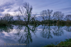 Leinehochwasser-Wiese-am-Turmteich-_DSC8372