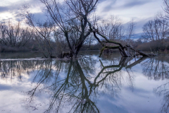 Leinehochwasser-Wiese-am-Turmteich-_DSC8377