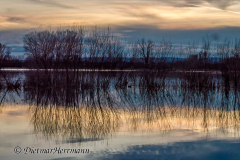Leinehochwasser-Wiese-an-der-Banane-_DSC8369