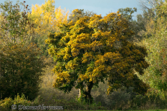 Herbstlicher-Baum-am-Langen-Teich-_DSC8350