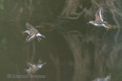 Flussuferlaeufer-_DSC9694
