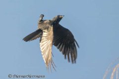 Rabenkraehe-fliegt-auf-dem-Ruecken-Z9-098230