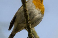 Rotkehlchen-Z9-106675-crop