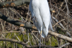 Silberreiher-Wuelfeler-Teiche-Z9-102029