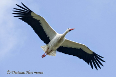 Storch-am-Steinbrink-Besucher-Z9-107310