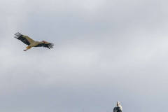 Storch-am-Steinbrink-Besucher-Z9-107378