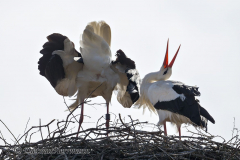 Storch-am-Steinbrink-Z9-107239