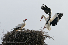 Storch-am-Steinbrink-Z9-107560