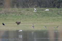 Seeadler-Kampflaeufer-Z9-109914
