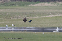 Seeadler-Z9-109965