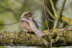 Wendehals-am-Badeteich-Z9-140881