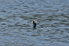Zwergscharbe-Z9-302594_DxO