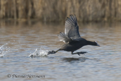 Blaesshuhn-rennt-Z9-124646-crop