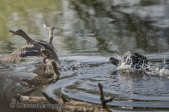 Blaesshuhn-verjagt-Stockente-Z7II-128935