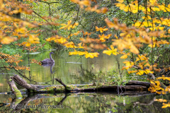 Herbstlaub-Alte-eine-Schwan-Z8-031458