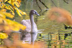 Herbstlaub-Alte-eine-Schwan-Z8-031499