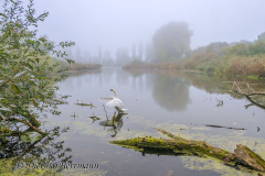 Herbstnebel-Schwan-Badeteich-Z8-024935