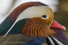 Mandarinente-Z9-090712-crop