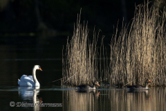 Schwan-Graugans-Z9-143100