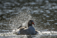Graugans-badet-Z9-100581