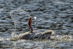 Graugans-badet-Z9-100806