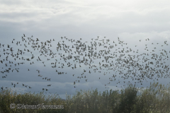 Leinemasch-Gaenseschwarm-_DSC7591_DxO