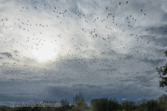 Leinemasch-Gaenseschwarm-_DSC7603_DxO