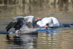 Schwan-droht-Graugans-Z9-123420