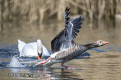 Schwan-droht-Graugans-Z9-123427