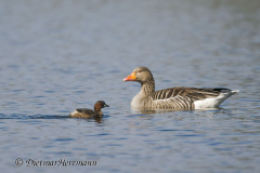 Zwergtaucher-Graugans-Z9-123848