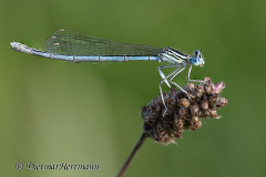 Blaue-Federlibelle-Z9-265302-8_2