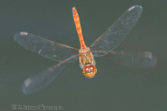 Grosse-Heidelibelle-Z7II-142701