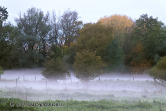 Herbstnebel-Leinemasch-_DSC7502_DxO