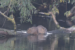 Leinemasch-Nutria-_DSC7473_DxO