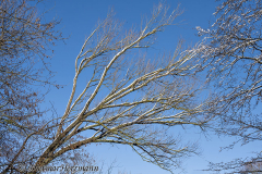 Leinemasch-langer-Teich-Z7II-125676