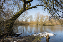 Leinemasch-langer-Teich-Z7II-125722