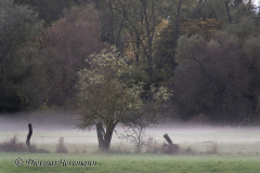 Leinmasch-Herbstnebel-_DSC7495_DxO